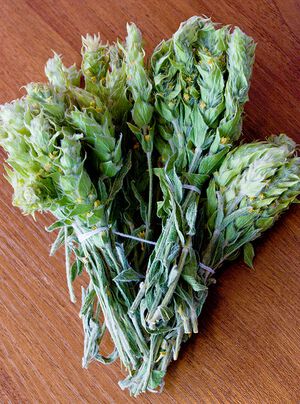 Sideritis scardica 4653.jpg