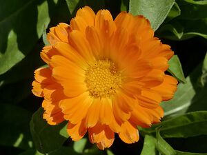 Calendula flower.jpg